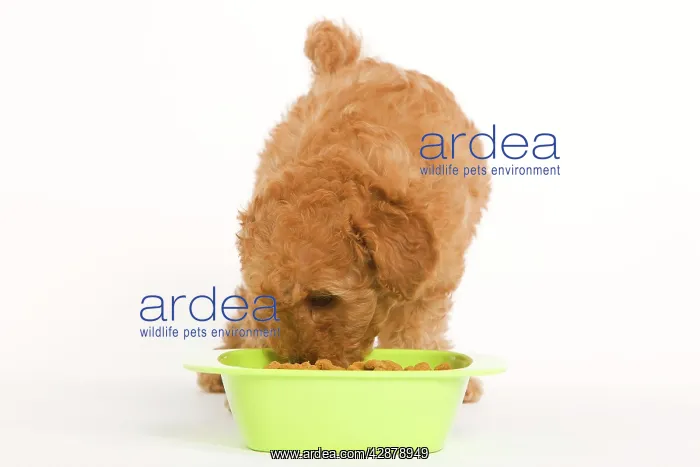 : Dog - Apricot Poodle eating dried food from bowl : Dog - Apricot Poodle eating dried food from bowl