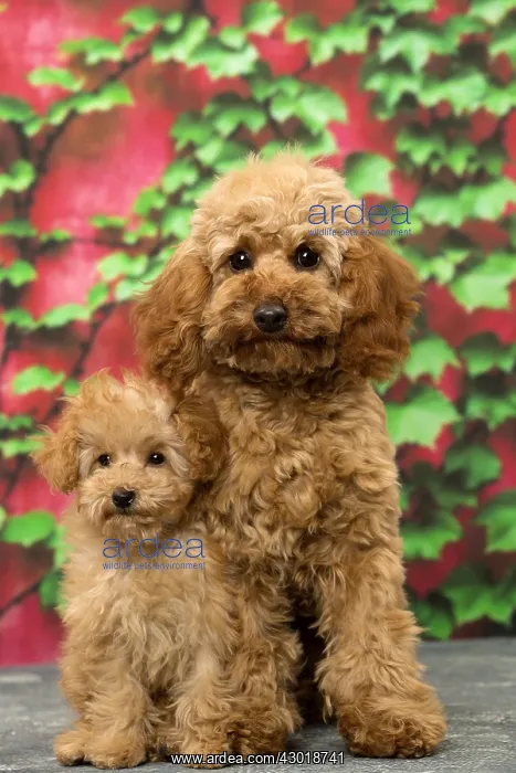  : Dog Apricot Poodle puppies