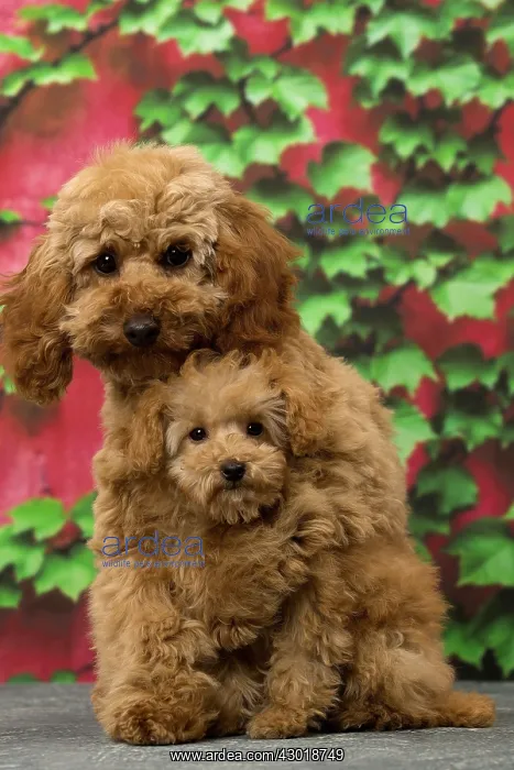  : Dog Apricot Poodle puppies
