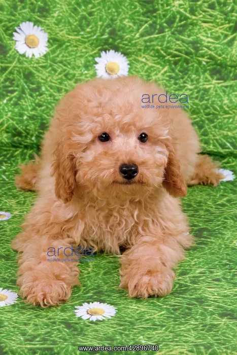  : Dog - Apricot poodle puppy