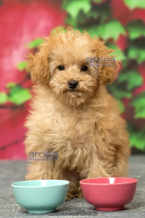  : Dog Apricot Poodle puppy
