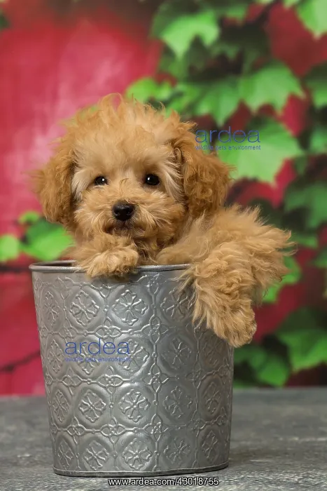  : Dog Apricot Poodle puppy