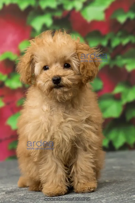  : Dog Apricot Poodle puppy