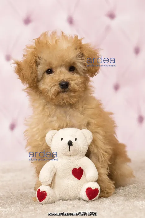  : Dog Apricot Poodle puppy