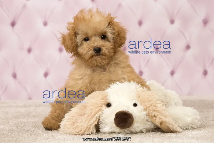  : Dog Apricot Poodle puppy