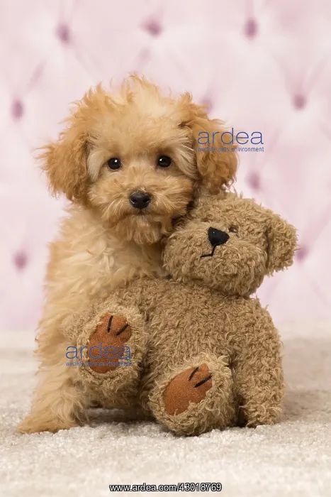  : Dog Apricot Poodle puppy