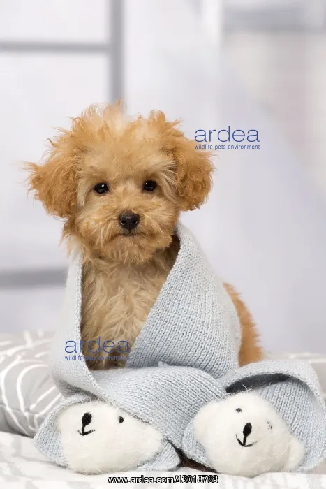  : Dog Apricot Poodle puppy