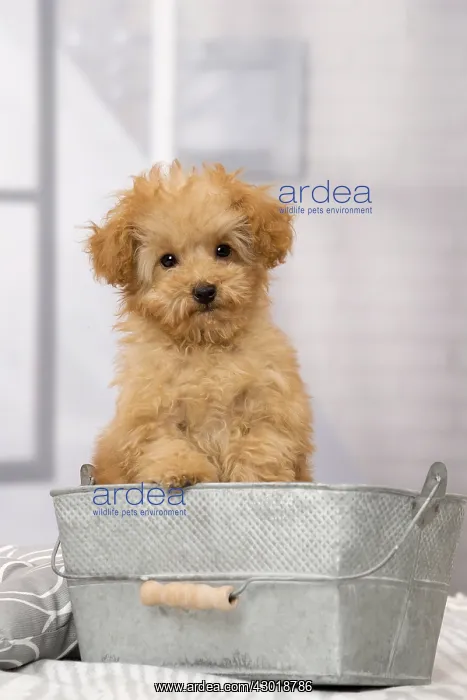  : Dog Apricot Poodle puppy