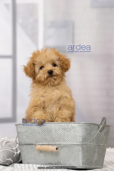  : Dog Apricot Poodle puppy
