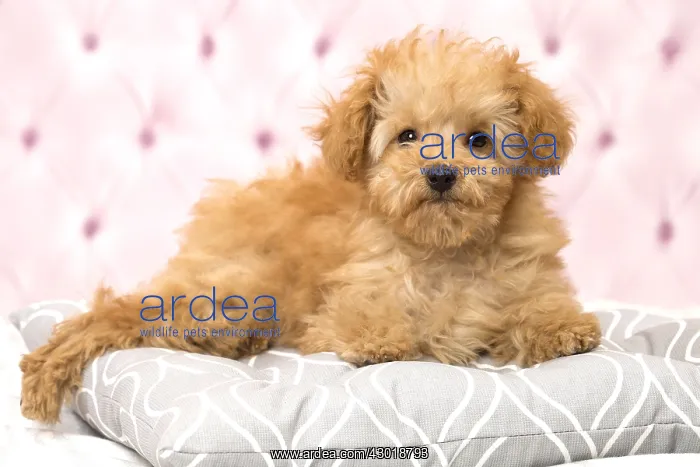  : Dog Apricot Poodle puppy