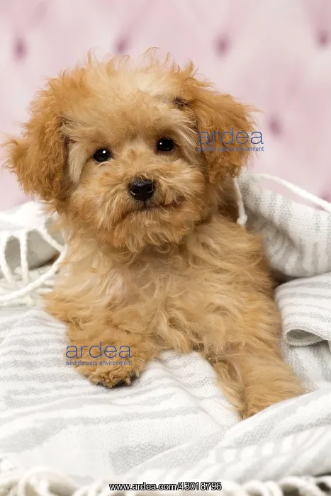 : Dog Apricot Poodle puppy