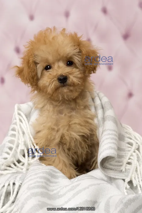  : Dog Apricot Poodle puppy