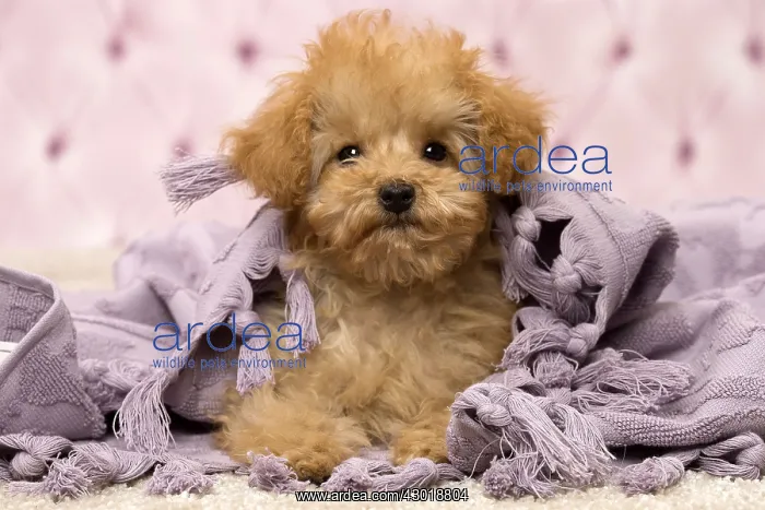  : Dog Apricot Poodle puppy