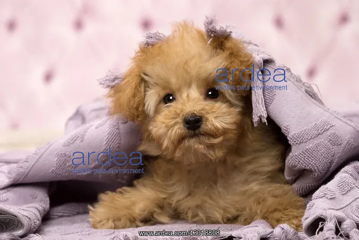  : Dog Apricot Poodle puppy