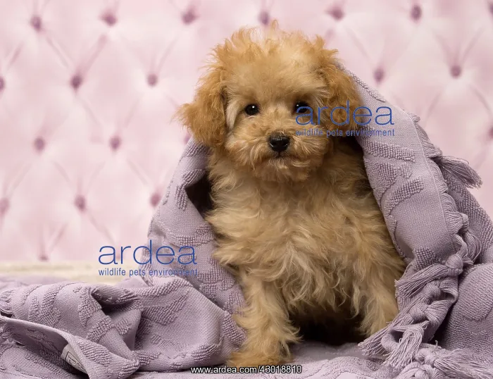  : Dog Apricot Poodle puppy