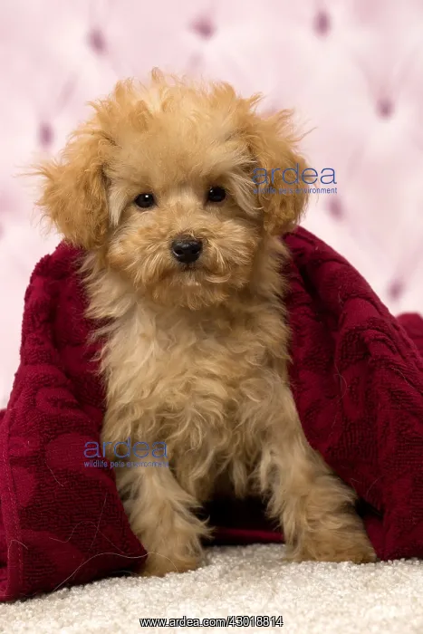  : Dog Apricot Poodle puppy