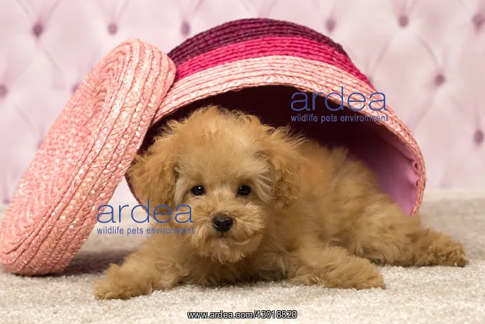  : Dog Apricot Poodle puppy