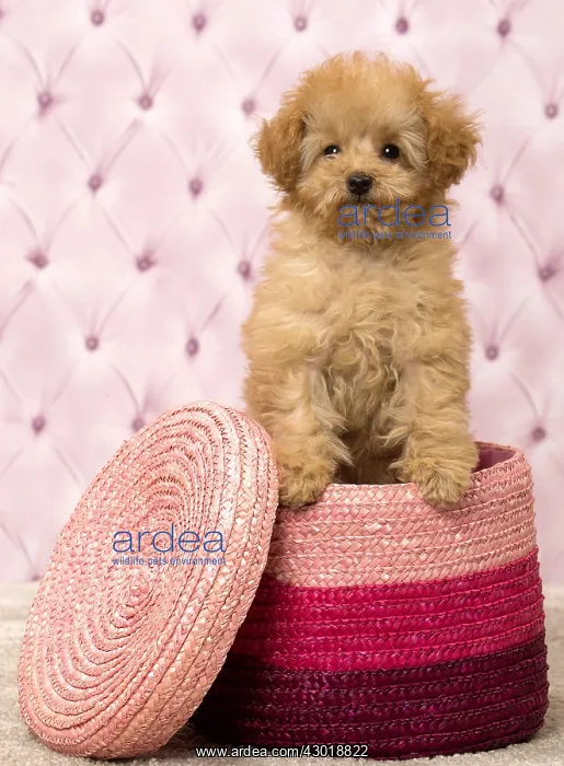  : Dog Apricot Poodle puppy