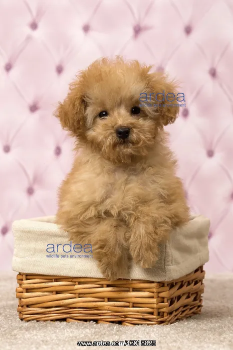  : Dog Apricot Poodle puppy