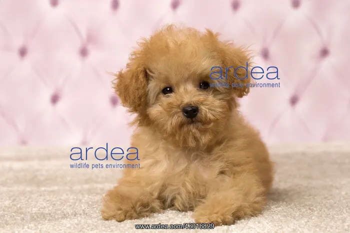  : Dog Apricot Poodle puppy