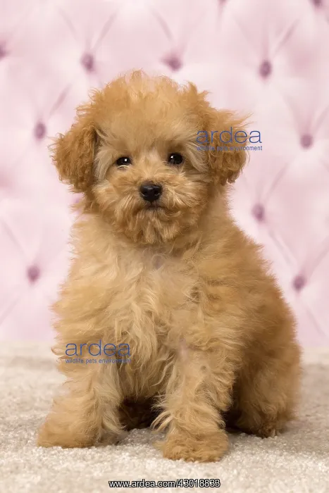  : Dog Apricot Poodle puppy