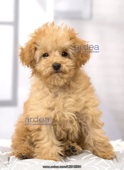  : Dog Apricot Poodle puppy
