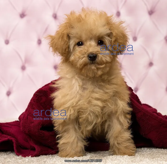  : Dog Apricot Poodle puppy under blanket