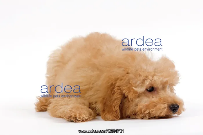  : Dog - Apricot poodle puppy in studio
