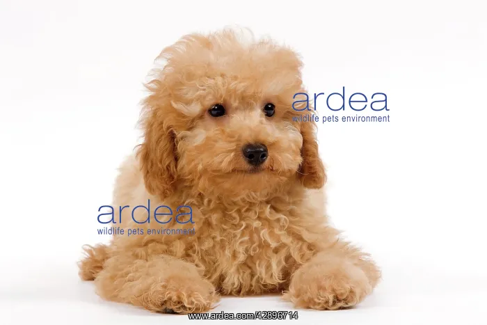  : Dog - Apricot poodle puppy in studio