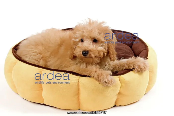 : Dog - Apricot poodle puppy in studio in dog bed : Dog - Apricot poodle puppy in studio in dog bed