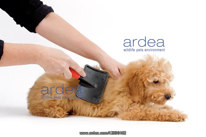 : Dog - Apricot poodle puppy in studio being groomed by owner : Dog - Apricot poodle puppy in studio being groomed by owner