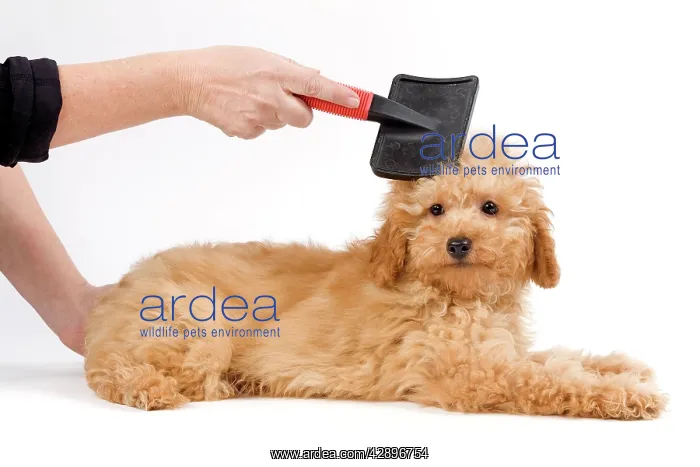 : Dog - Apricot poodle puppy in studio being groomed by owner : Dog - Apricot poodle puppy in studio being groomed by owner