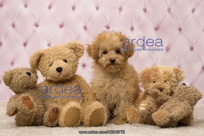  : Dog Apricot Poodle puppy with teddy bears