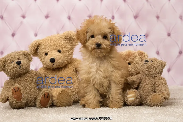  : Dog Apricot Poodle puppy with teddy bears