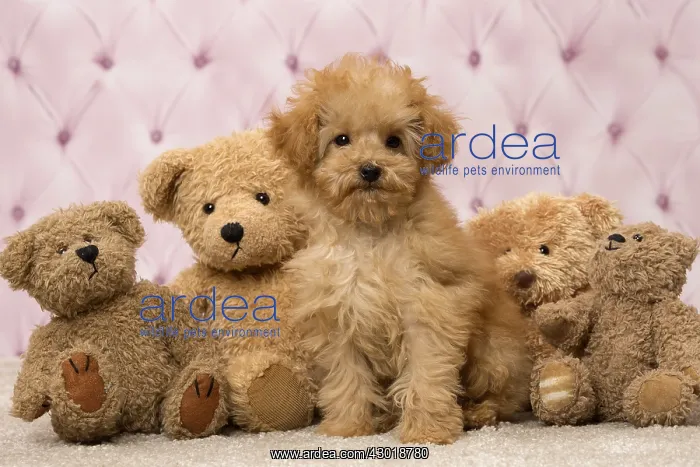  : Dog Apricot Poodle puppy with teddy bears