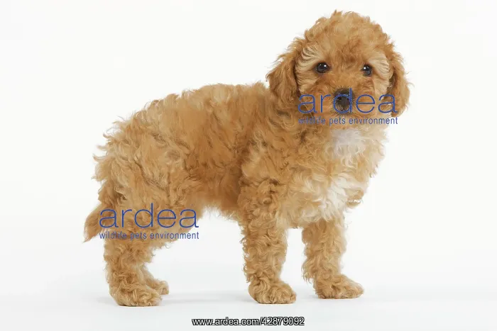  : Dog - Apricot Poodle in studio