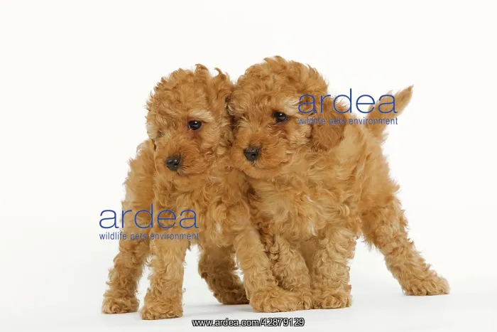  : Dog - Apricot Poodle two in studio