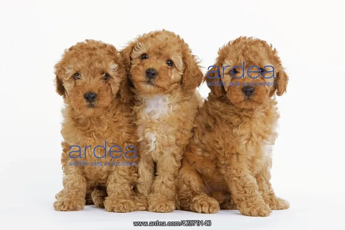  : Dog - Apricot Poodle three in studio