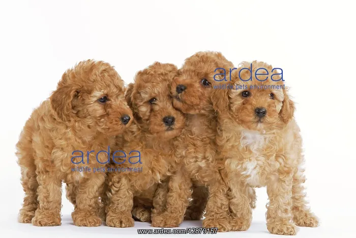  : Dog - Apricot Poodle four in studio