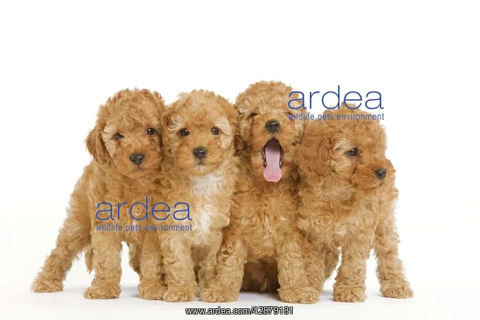  : Dog - Apricot Poodle four in studio