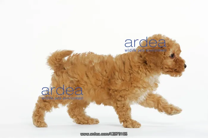  : Dog - Apricot Poodle walking in studio