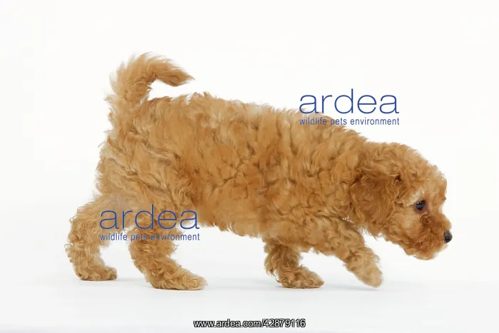  : Dog - Apricot Poodle walking in studio