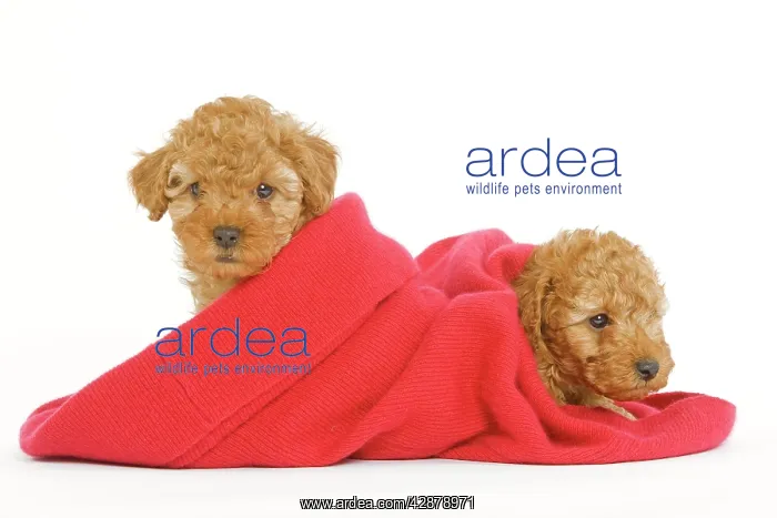  : Dog - two Apricot Poodles in blanket