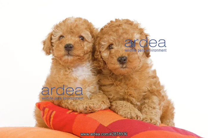  : Dog - two Apricot Poodles on cushions
