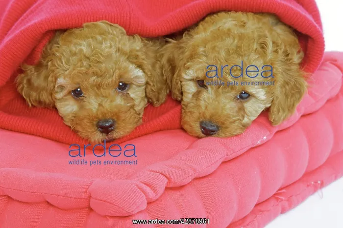  : Dog - two Apricot Poodles on cushions