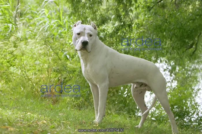  : Dog - Argentinian Mastiff  /  Dogo Argentino