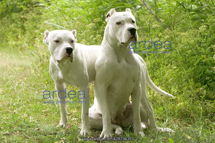 : Dog - Argentinian Mastiff / Dogo Argentino : Dog - Argentinian Mastiff / Dogo Argentino