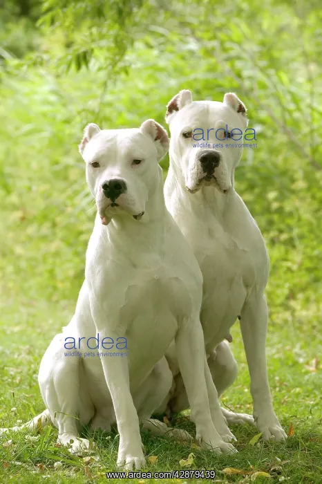 : Dog - Argentinian Mastiff / Dogo Argentino : Dog - Argentinian Mastiff / Dogo Argentino