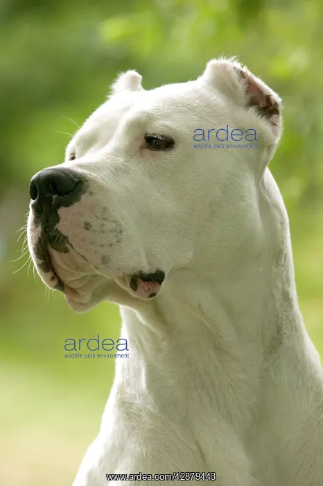 : Dog - Argentinian Mastiff / Dogo Argentino : Dog - Argentinian Mastiff / Dogo Argentino