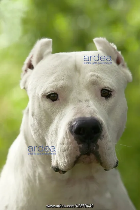 : Dog - Argentinian Mastiff / Dogo Argentino : Dog - Argentinian Mastiff / Dogo Argentino